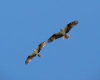 two ospreys flying in the blue sky